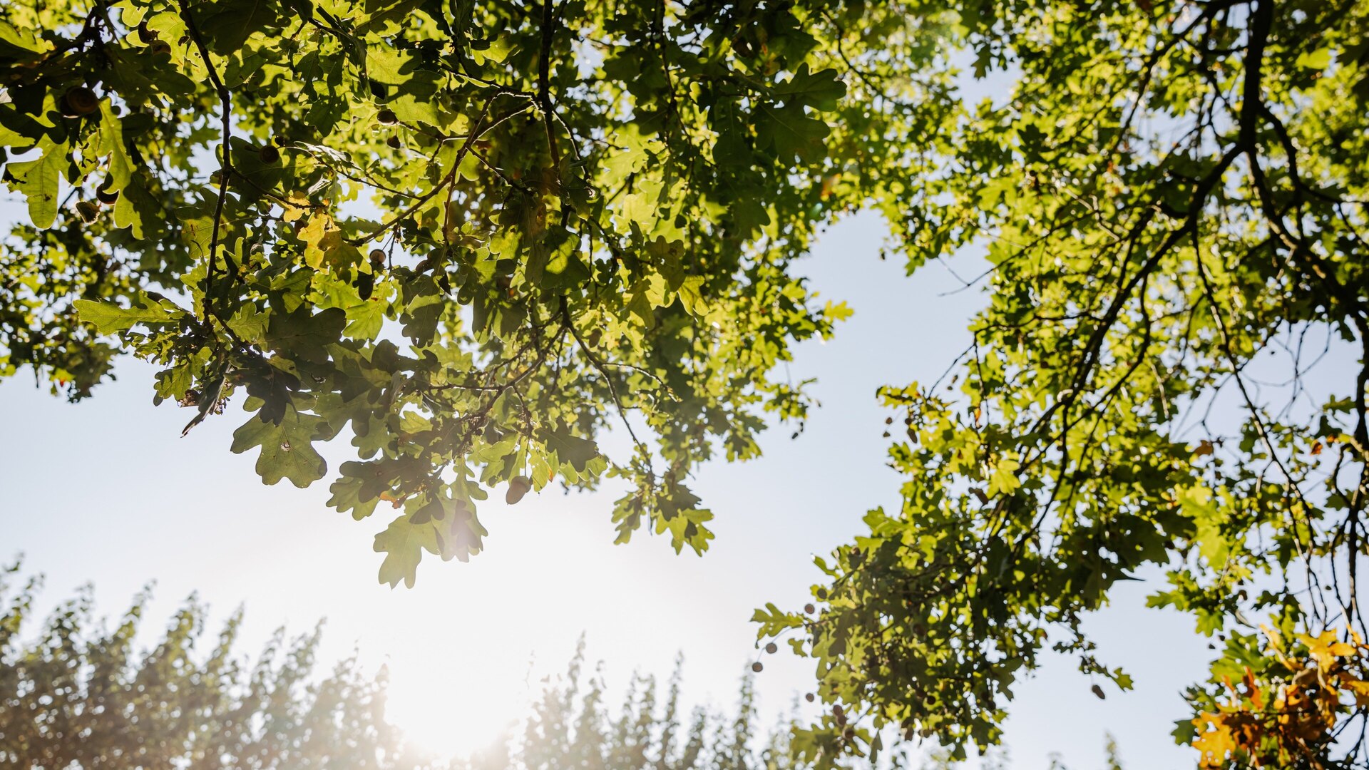 Sonnenlicht durch das Blätterdach einer Eiche